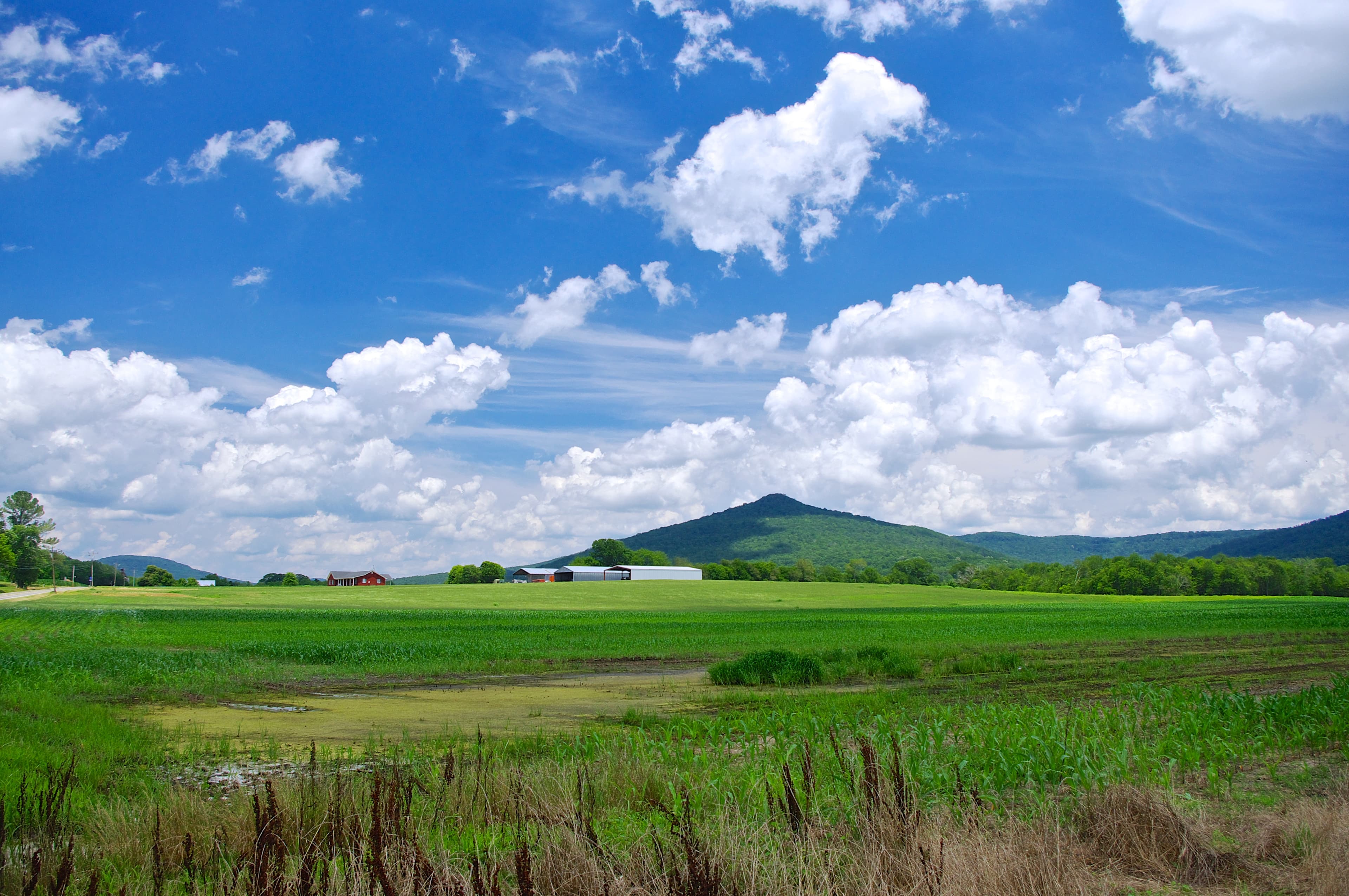 Rolling agricultural fields in Jackson County, Alabama with Round Knob mountain and the Cumberland Plateau in the background