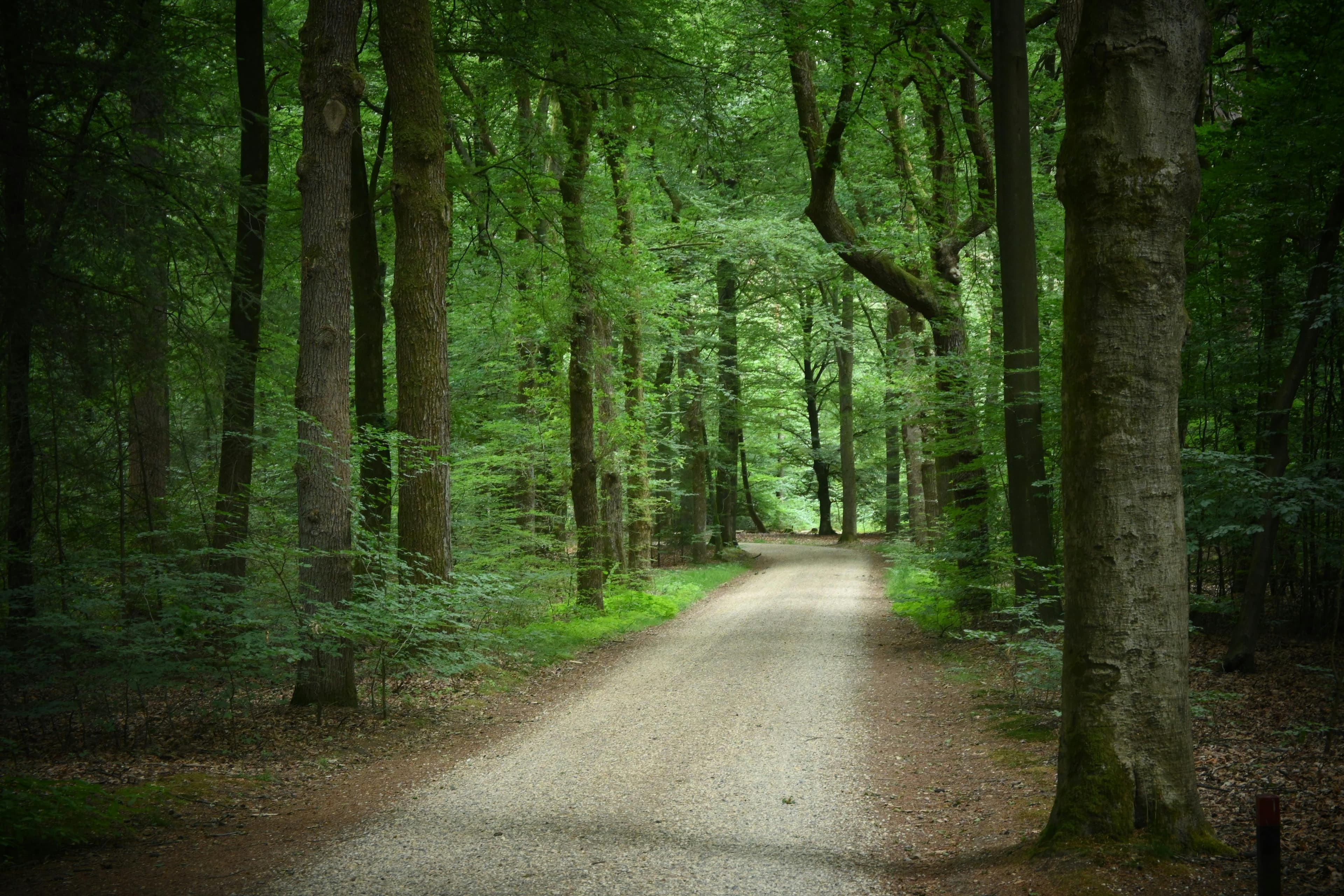 Gravel road winding through a Tennessee forest