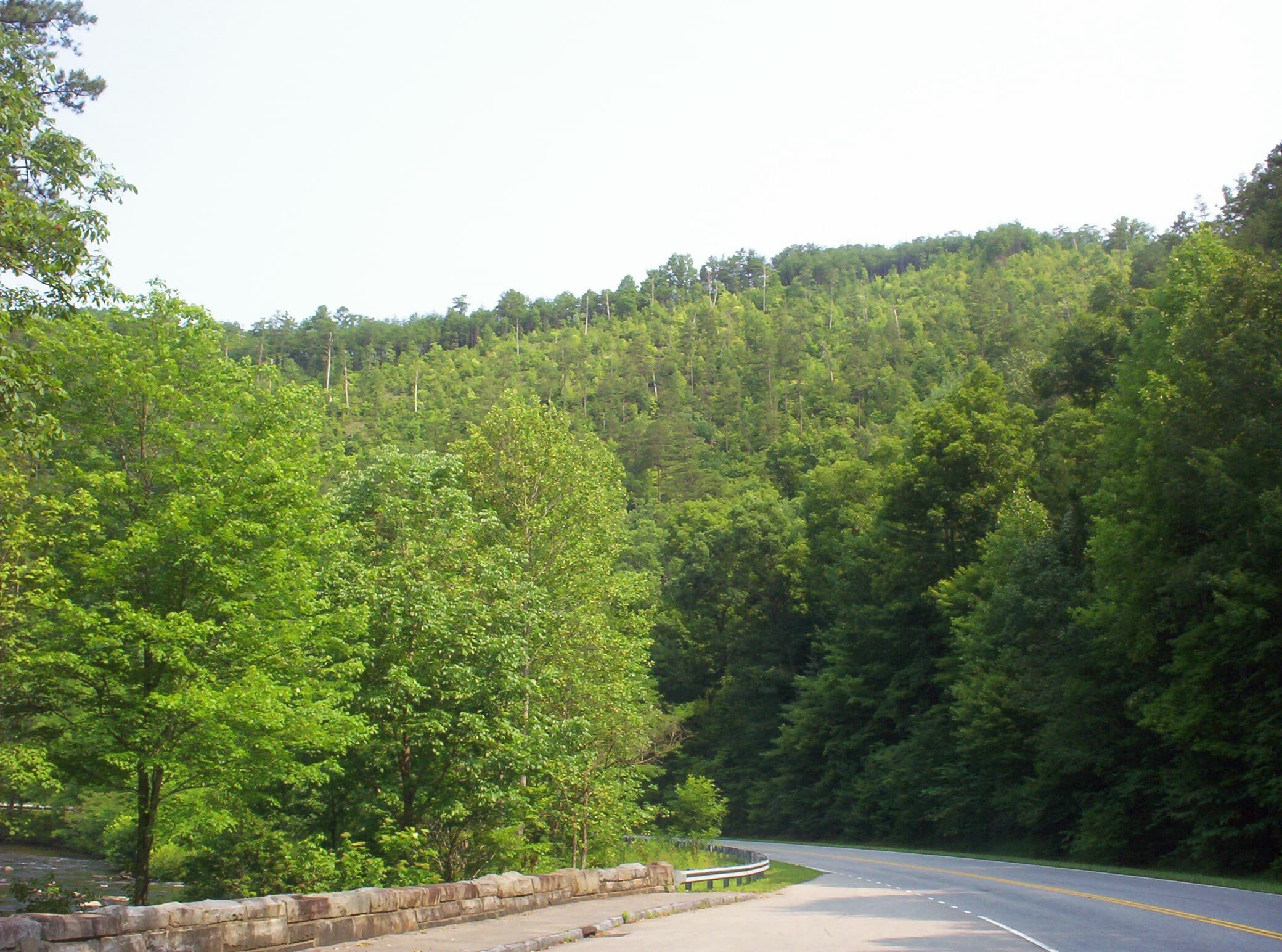 Rural gravel road through wooded Tennessee countryside near Tellico Plains