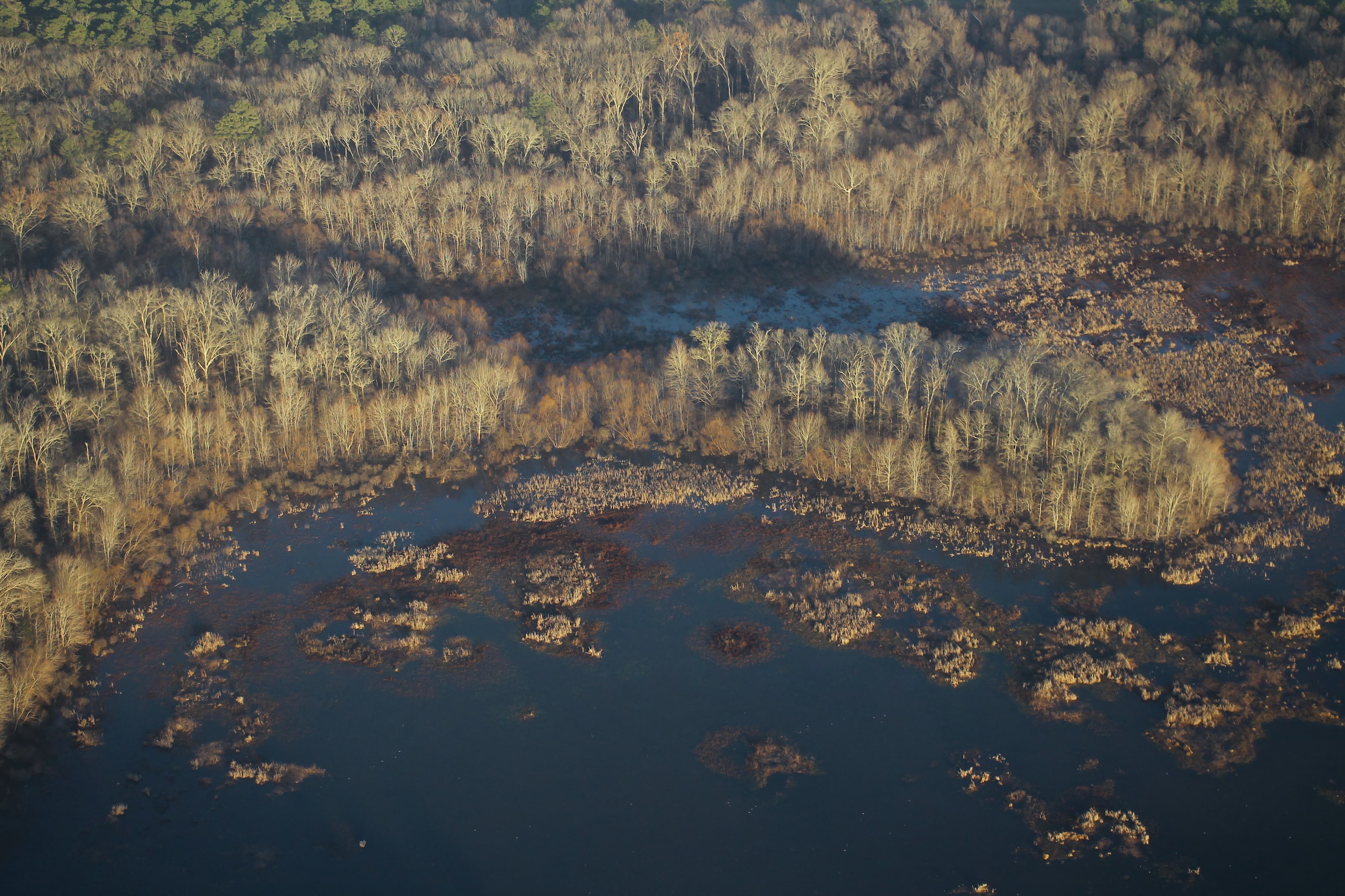 Bottomland hardwood swamp forest in northern Alabama near Huntsville