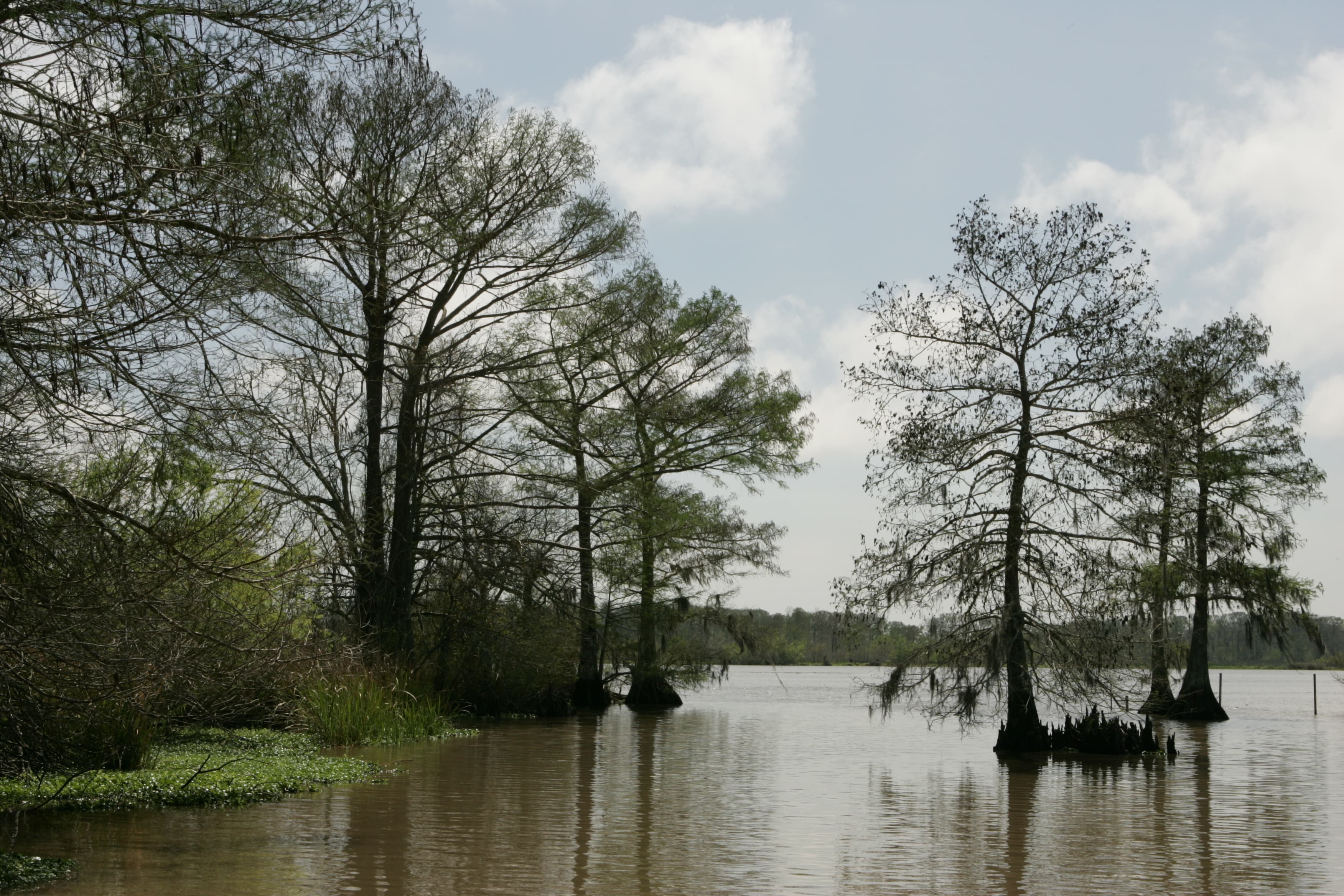 Bald cypress trees standing in water at a southeastern wildlife refuge