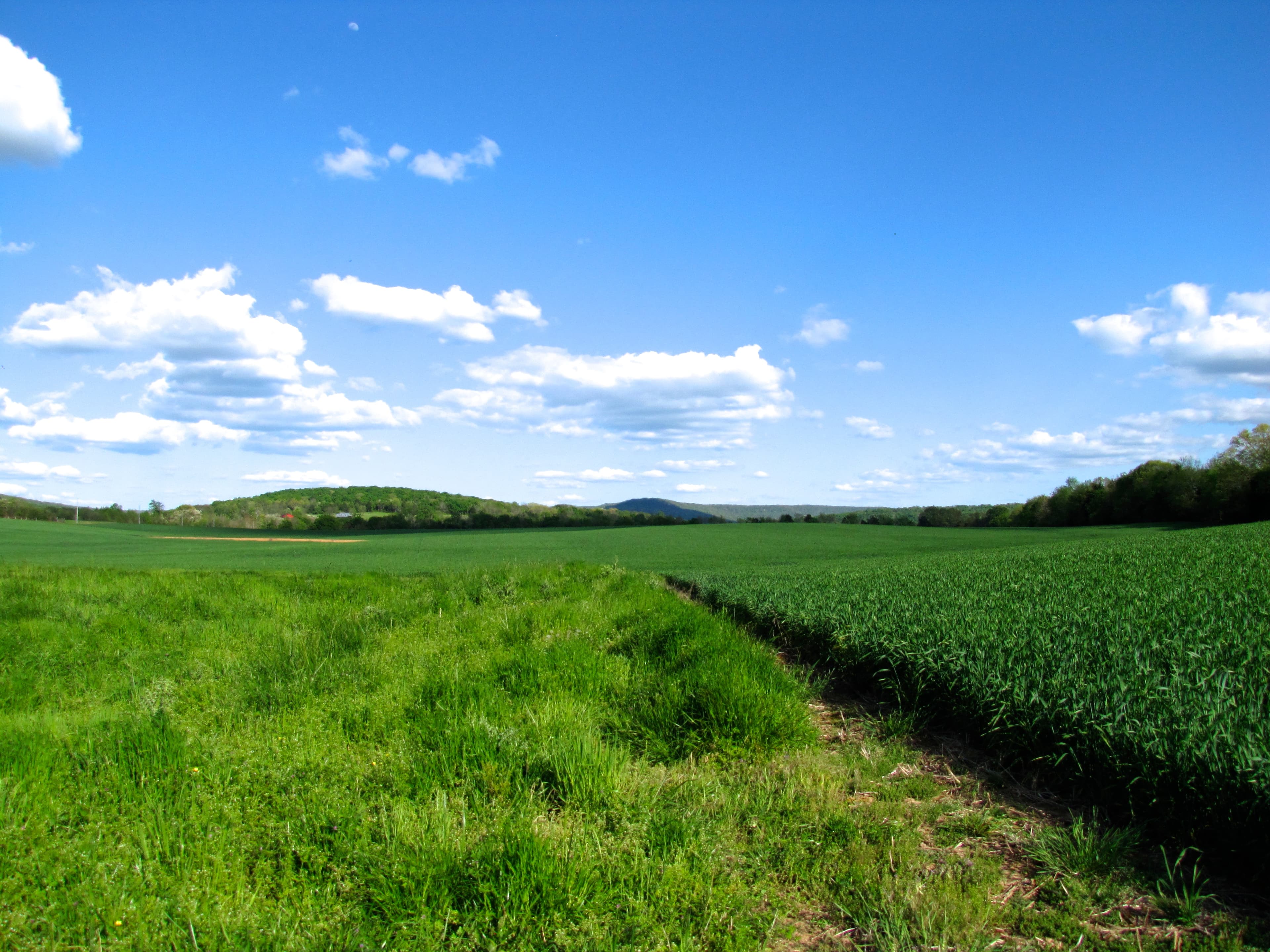 Open farm fields in Madison County, Alabama under a clear sky